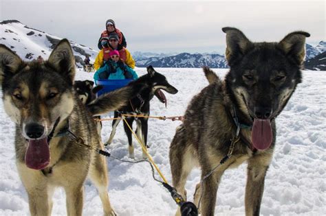 Alaska cruise. Disney Wonder. Skagway, Alaska. Dog Sledding and Glacier Flightseeing. Photo by ...