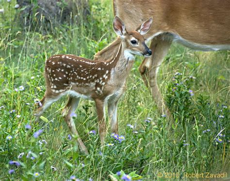 Whitetail Deer Fawn Photo - Glacier Park Photo Gallery