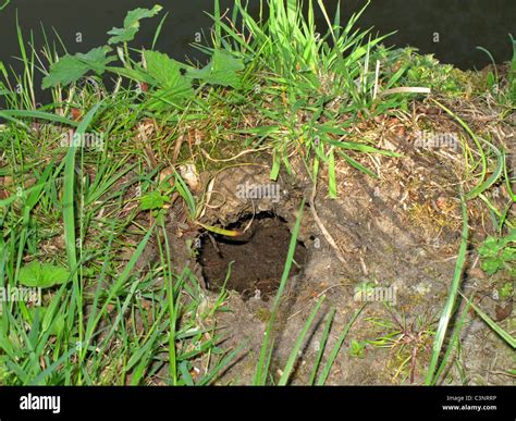 Water vole burrow Stock Photo - Alamy