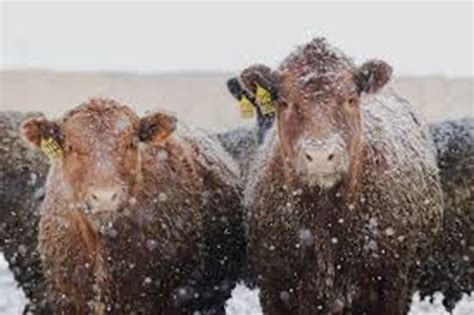 January Cattle Market Challenges Cattle Range