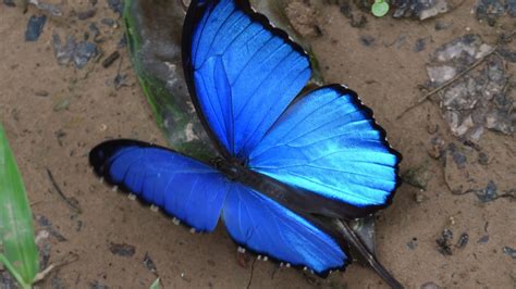 elegante Coherente estafa mariposas azules reales Ordenador portátil toma una foto techo