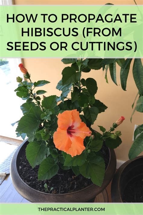 How to Propagate Hibiscus (From Seeds or Cuttings) - The Practical Planter