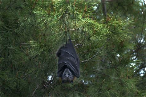 17 Wild Animals in Tonga [Wildlife in Tonga] - Kevmrc