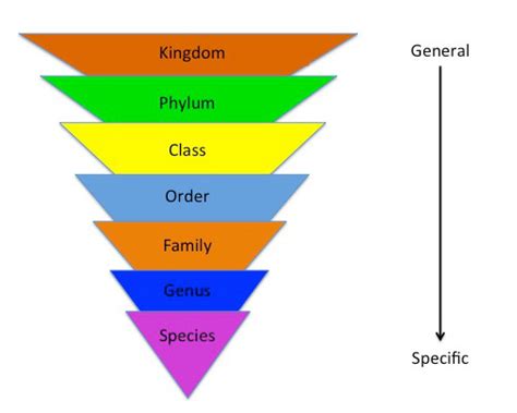 Evolution Unit Resources - Mr Witte Kirn General Science 8th gr