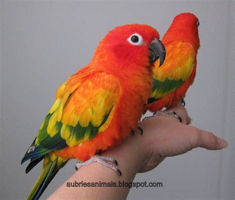 Red Factor Sun Conures Sunkiss, Pyro, and Sanchez | Pretty birds, Most beautiful birds, Pet birds