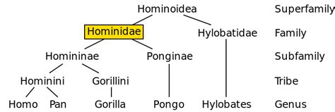 Difference Between Hominid and Hominin | Definition, Apes, Features