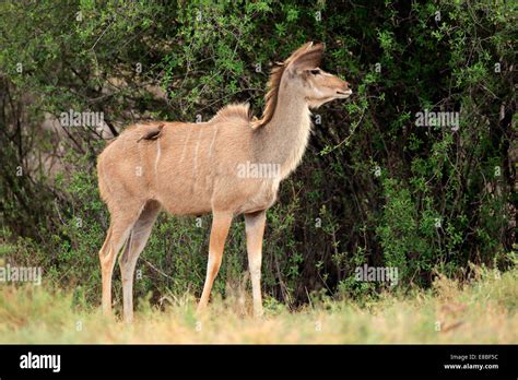 A female kudu antelope (Tragelaphus strepsiceros) in natural habitat, South Africa Stock Photo ...