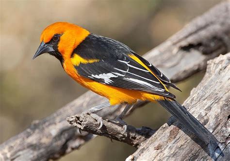 Altamira Oriole | Orioles, Altamira, Bird