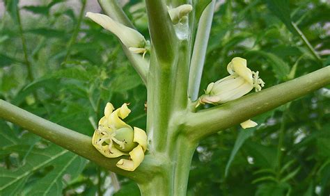 PLANTanswers: Plant Answers > Papaya Growing in San Antonio by Dr. Ying ...