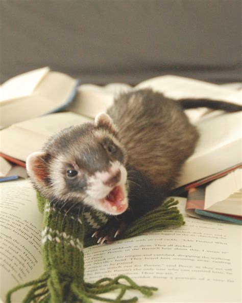 Did someone say Draco Malfoy? | The Book Ferret