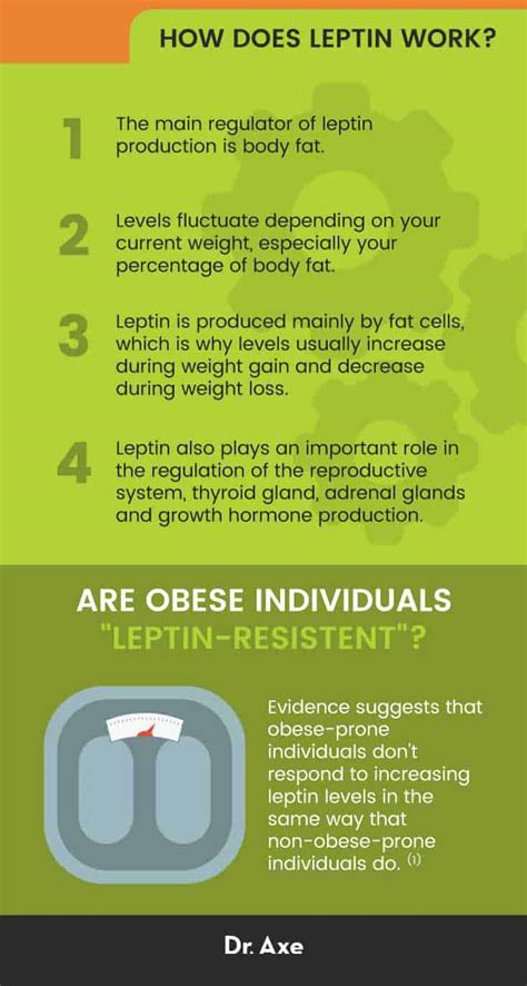 What Is Leptin? How to Increase It and Fight Resistance - Dr. Axe