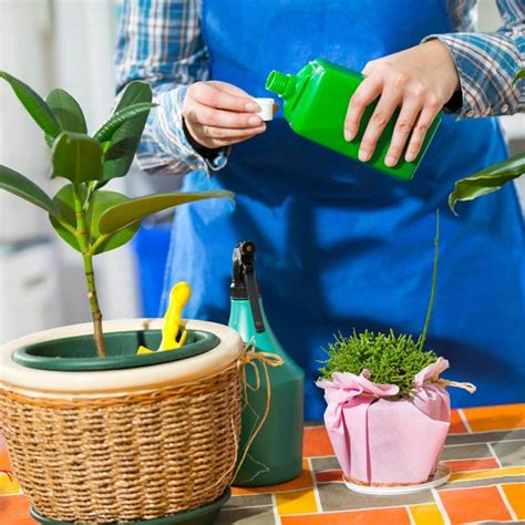 14 Tips for Caring for House Plants Through Winter | The Family Handyman