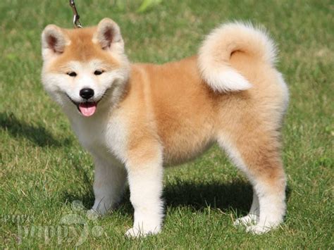 Akita Inu Puppies For Sale | Euro Puppy