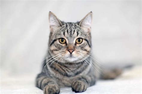 Striped And Tabby Cat Breeds And Types PetCareRx, 60% OFF