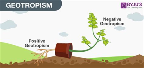 Tropic Movements In Plants- Different Types of Tropic Movements