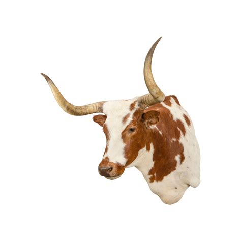 Texas Longhorn Shoulder Mount — Cisco's Gallery