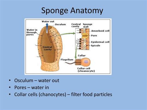 PPT - Sponges PowerPoint Presentation, free download - ID:6854807