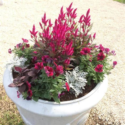 Late Summer Container Plants | Family Handyman