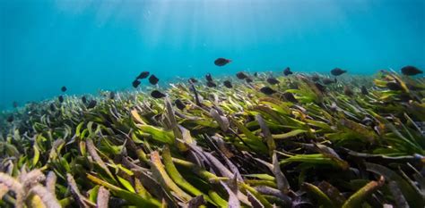 Bagaimana Seagrass Watch Melindungi Padang Lamun Indonesia