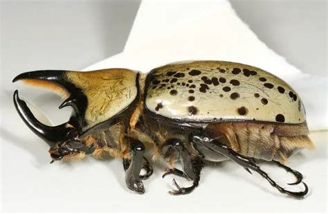 Hercules Beetle - Description, Habitat, Image, Diet, and Interesting Facts