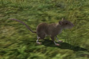 Gnawing Rat - Lotro-Wiki.com
