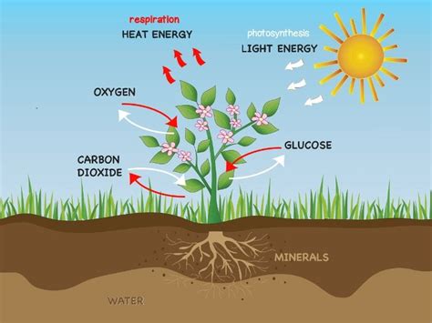 Plant Respiration Experiment | Nutrition in plants, Photosynthesis, Photosynthesis activities