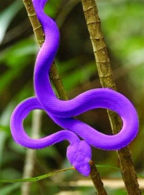 Purple snake😍😍 | Rainforest animals, Reptiles and amphibians, Snake