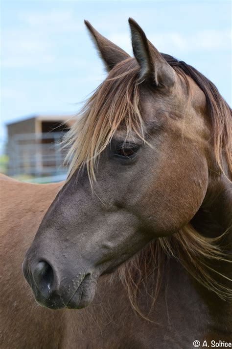 Rocky Mountain Horse and Kentucky Mountain Saddle Horse mare. | Horses ...