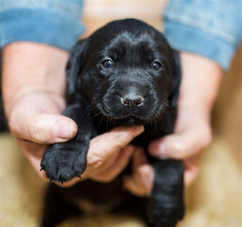 Labrador Retriever Puppies For Sale | Fairfield, CA #266087