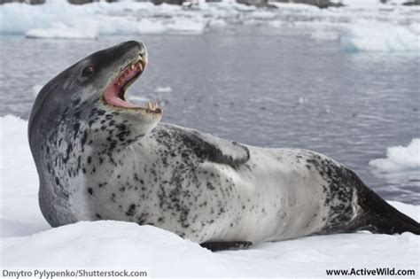 Leopard Seal Facts For Kids & Adults: Pictures, Information & Video