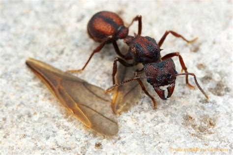 Acromyrmex versicolor | Hayvan