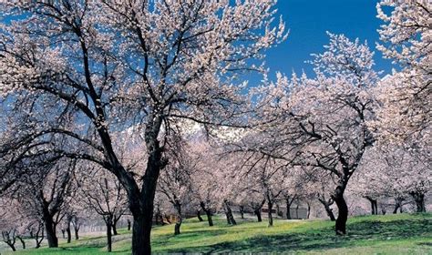 Hunza Cherry Blossom Tour, Gilgit Baltistan, Pakistan by Crossroads Adventure with 1 Tour Review ...