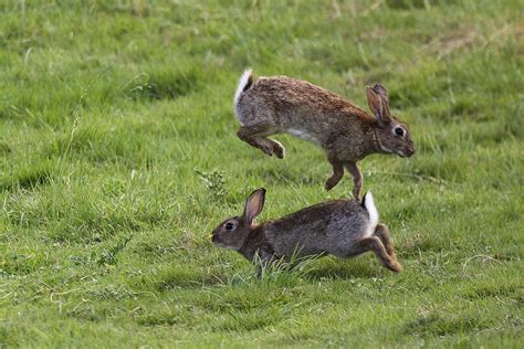 Rabbit Mating Behavior Photograph by M. Watson | Fine Art America