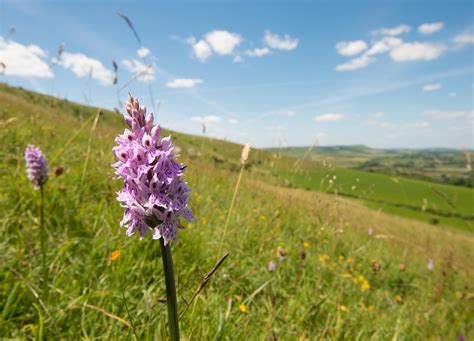 South Downs View - South Downs National Park Authority