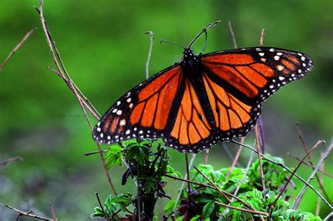 Mariposas monarca en el Estado de México, guía para visitarlas