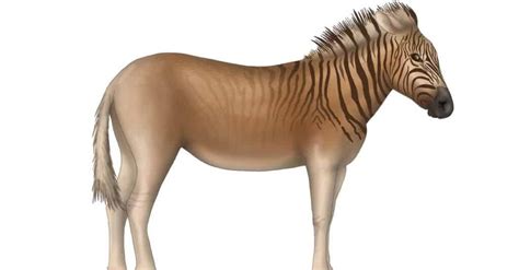 The Extinct Zebra: Discover the Story of the Quagga - A-Z Animals