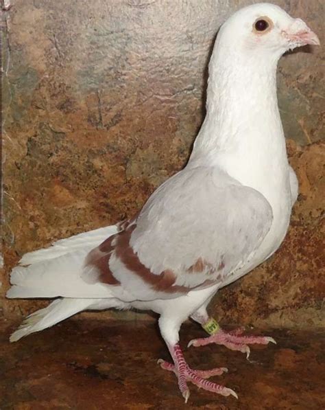 Homing Pigeons, Aka Racing Homers, Rare & Common Colored | Homing pigeons, Pigeon pictures ...