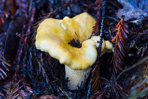 Mushrooms of California - Kingdom California