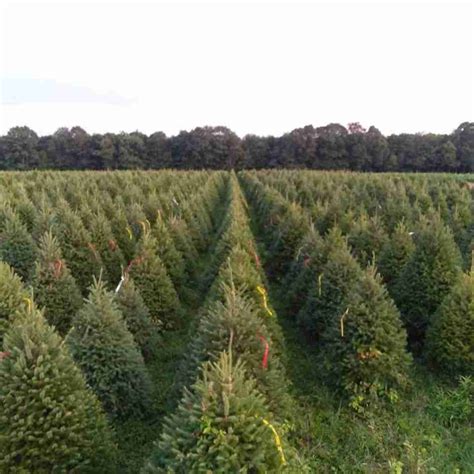 10 Best Christmas Tree Farms In Pennsylvania