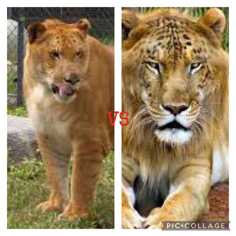 Liger vs Tigon : r/animalfights