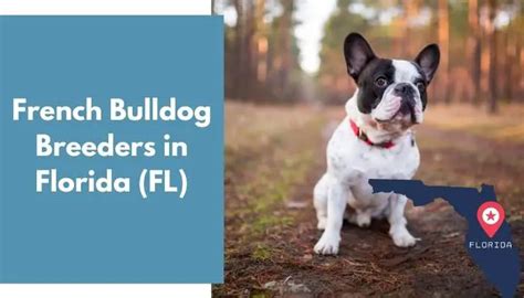 22 French Bulldog Breeders in Florida (FL) | French Bulldog Puppies for ...