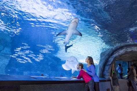 Address Of Newport Aquarium In Cincinnati Ohio - Aquarium Views