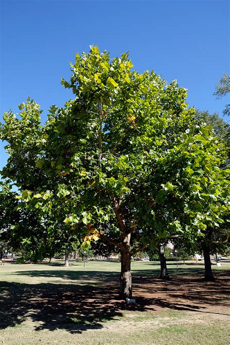 Campus inaugurates tree trail at Friday event | Mississippi State ...