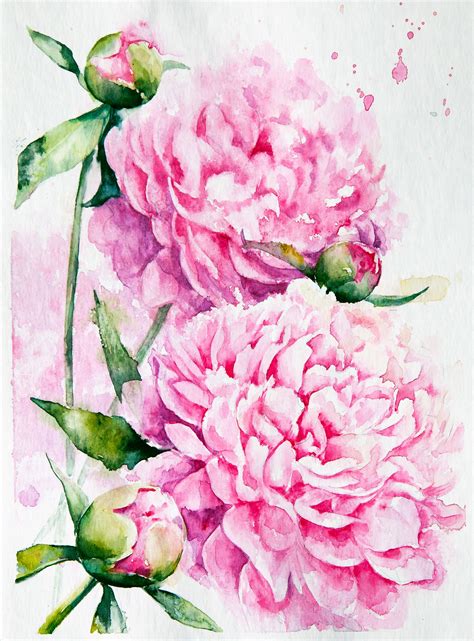 Watercolor peonies | Flower drawing, Flower art, Flower painting