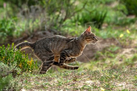 2-Charlie-Lynam-wildcat-running-Kgalagadi - Africa Geographic