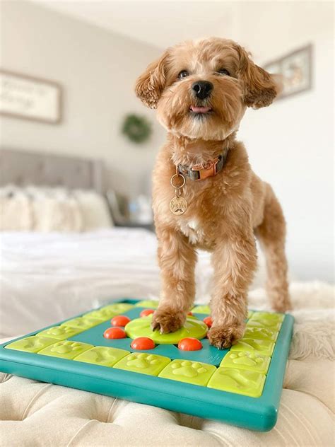 16 Best Engaging Puzzle Feeders for Dogs of All Skill Levels - Hey ...