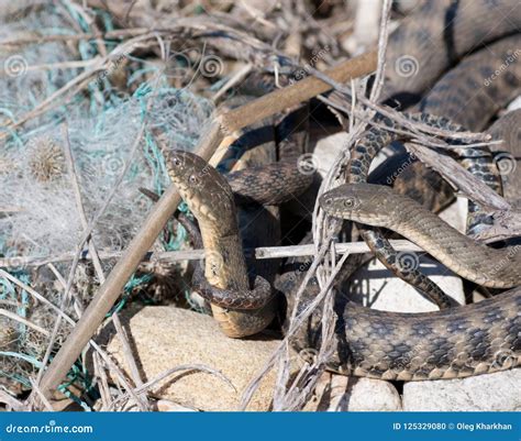 Snakes Starts in the Spring Mating Season.Many Snakes Gathered in the Tangle Stock Photo - Image ...