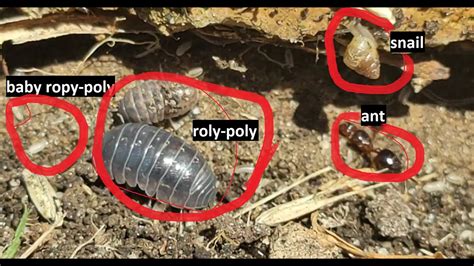 Roly Poly/bug city! See baby roly-poly, ants, a baby snail, earwig, and ...