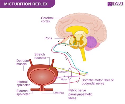 Detrusor Muscle