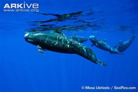 Short finned pilot whale - Alchetron, the free social encyclopedia